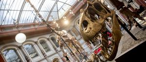 Im Sauriersaal des Naturkundemuseums ist von der erfolgreichen Cyberattacke nichts zu spüren.
