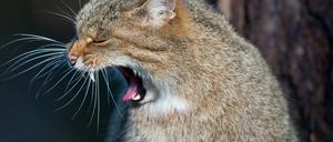 Eine Europäische Wildkatze (Felis silvestris silvestris) in ihrem Gehege im Tierpark Kunsterspring. 