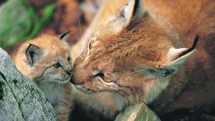 In den Wäldern Thüringens hat der WWF Deutschland 16 sogenannte Urwaldpfade angelegt, auf denen Besucher die Wildnis auf behutsame Weise erleben können. Dem Luchs will man damit „auf die Sprünge helfen“.