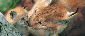 In den Wäldern Thüringens hat der WWF Deutschland 16 sogenannte Urwaldpfade angelegt, auf denen Besucher die Wildnis auf behutsame Weise erleben können. Dem Luchs will man damit „auf die Sprünge helfen“.