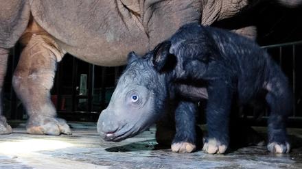 Das noch namenlose männliche Sumatra-Nashorn-Kalb steht neben seiner Mutter Delilah im indonesischen Nationalpark Way Kambas im Osten der Insel Sumatra. Das Mini-Nashorn war am Samstag am 460. Tag der Schwangerschaft seiner Mutter zur Welt gekommen. 