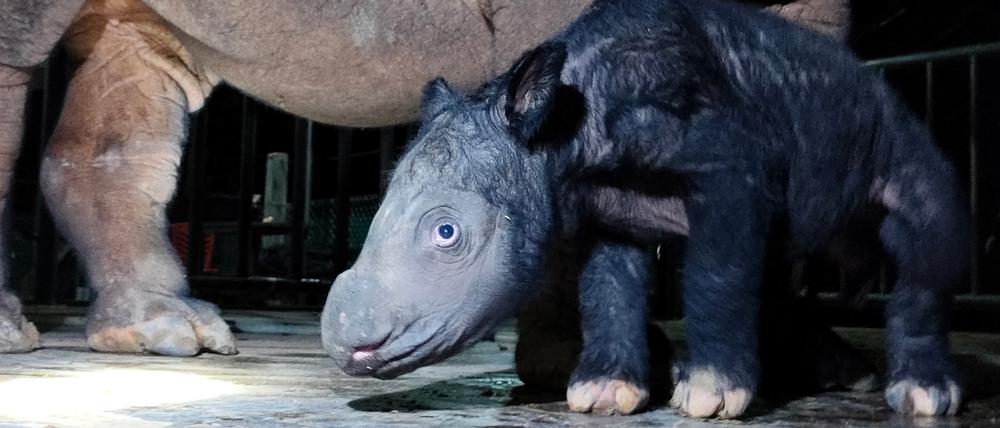 Das noch namenlose männliche Sumatra-Nashorn-Kalb steht neben seiner Mutter Delilah im indonesischen Nationalpark Way Kambas im Osten der Insel Sumatra. Das Mini-Nashorn war am Samstag am 460. Tag der Schwangerschaft seiner Mutter zur Welt gekommen. 
