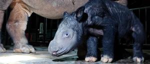 Das noch namenlose männliche Sumatra-Nashorn-Kalb steht neben seiner Mutter Delilah im indonesischen Nationalpark Way Kambas im Osten der Insel Sumatra. Das Mini-Nashorn war am Samstag am 460. Tag der Schwangerschaft seiner Mutter zur Welt gekommen. 