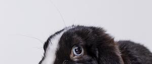 fluffy rabbit 