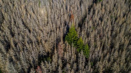 Im Sauerland stirbt der Wald.