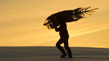 Ein Mann trägt einen frisch gefällten Weihnachtsbaum über ein verschneites BrandenburgerFeld