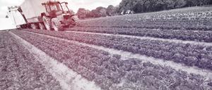 Bio-Mini-Romanasalat wird am 29.05.2013 auf einem Feld der BioBehr GmbH in der Nähe von Gallin (Mecklenburg-Vorpommern) geerntet. Im Ökolandbau deutet sich ein Rückgang an. Der Zuwachs an Flächen verlangsamt sich. In Mecklenburg-Vorpommern wurde im Vorjahr erstmals sogar weniger ökologisch gewirtschaftet. Foto: Jens Büttner/dpa (zu dpa „Minister will Rückgang im Ökolandbau Mecklenburg-Vorpommerns stoppen“ vom 04.05.2015) +++(c) dpa - Bildfunk+++