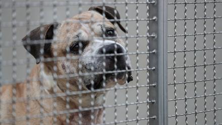  Kampfhunde sind schwer zu vermitteln