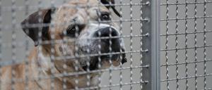  Kampfhunde sind schwer zu vermitteln