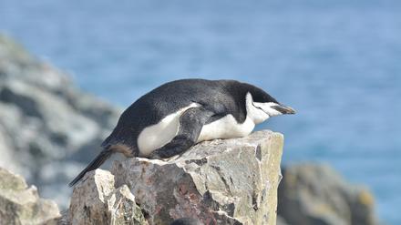 Schlafen ist für Zügelpinguine eine Sache von Sekunden. Wachsein auch. 