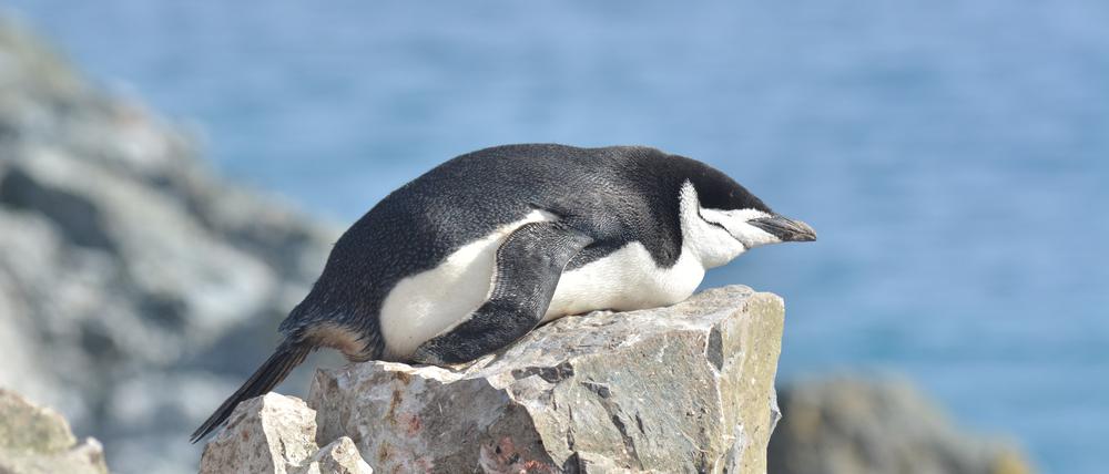 Schlafen ist für Zügelpinguine eine Sache von Sekunden. Wachsein auch. 