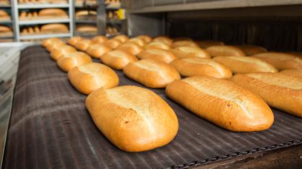 Fresh hot baked bread loafs on the production line