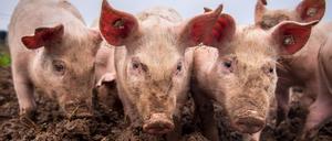 Schweinezuchten mussten sich bereits an die neuen Vorgaben halten.