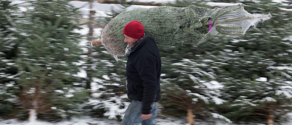 Weihnachtsbaumverkäufer Gunter Brückner trägt am 23.11.2015 bei Erfurt (Thüringen) eine Nordmanntanne.