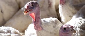 ARCHIV - 28.02.2023, -: Vierzehn Wochen alte Puten stehen in einem Putenstall. Die Vogelgrippe ist in den vergangenen Tagen in zwei deutschen Geflügelhöfen ausgebrochen und zudem in einem dänischen nahe der deutschen Grenze. (Symbolbild zu dpa «Vogelgrippe bricht in Geflügelhöfen von Deutschland und Dänemark aus») Foto: Sven Hoppe/dpa +++ dpa-Bildfunk +++