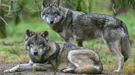 Zwei Wölfe sind in einem Gehege in einem Wildpark zu sehen. 