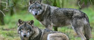 Zwei Wölfe sind in einem Gehege in einem Wildpark zu sehen.