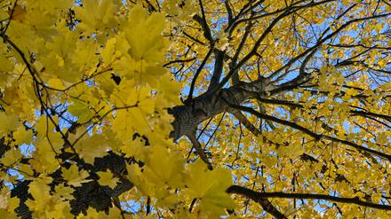 16.11.2023, Brandenburg, Treplin: Leuchtend gelb sind die Blätter eines Ahornbaumes vor dem blauen Himmel über einem Wald im Osten von Brandenburg.