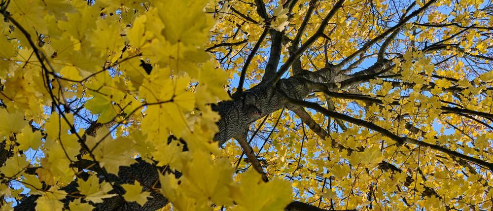 16.11.2023, Brandenburg, Treplin: Leuchtend gelb sind die Blätter eines Ahornbauemes vor dem blauen Himmel über einem Wald im Osten von Brandenburg. Foto: Patrick Pleul/dpa +++ dpa-Bildfunk +++
