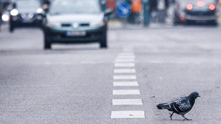 Eine Taube überquert vor Autos die Fahrbahn.
