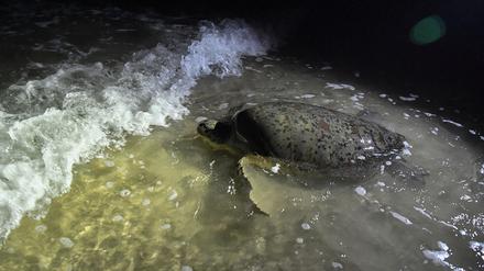 Ein Schildkrötenweibchen schwimmt ins Meer, nachdem es am Batu Burok Beach Eier gelegt hat.