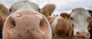 Kühe stehen auf einer Weide.