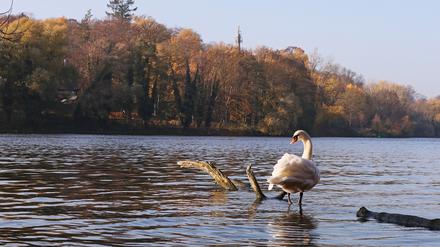 Potsdam, 14.11.2022 / Lokales / Griebnitzsee, Uferweg, Blick von Berlin auf die Potsdamer Uferseite, Tier, Schwan, Foto: Ottmar Winter PNN ACHTUNG: Foto ist ausschließlich für redaktionelle Berichterstattung der PNN und des TGSP! Eine kommerzielle Nutzung, z.B. Werbung, ist ausgeschlossen. Die Weitergabe an nicht autorisierte Dritte, insbesondere eine weitergehende Vermarktung über Bilddatenbanken, ist unzulässig.