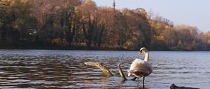 Potsdam, 14.11.2022 / Lokales / Griebnitzsee, Uferweg, Blick von Berlin auf die Potsdamer Uferseite, Tier, Schwan, Foto: Ottmar Winter PNN ACHTUNG: Foto ist ausschließlich für redaktionelle Berichterstattung der PNN und des TGSP! Eine kommerzielle Nutzung, z.B. Werbung, ist ausgeschlossen. Die Weitergabe an nicht autorisierte Dritte, insbesondere eine weitergehende Vermarktung über Bilddatenbanken, ist unzulässig.