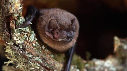 Der Große Abendsegler Nyctalus noctula auf einem mit Flechten bedeckten Baumstumpf.