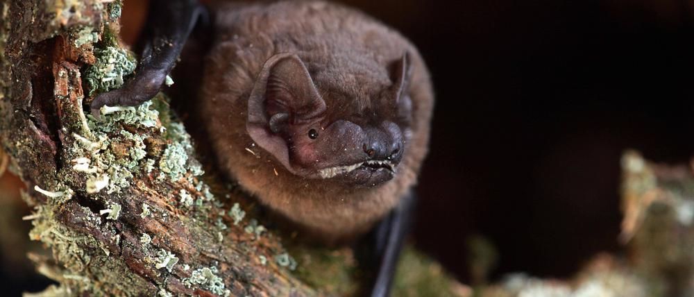 Der Große Abendsegler Nyctalus noctula auf einem mit Flechten bedeckten Baumstumpf.