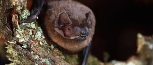 Der Große Abendsegler Nyctalus noctula auf einem mit Flechten bedeckten Baumstumpf.