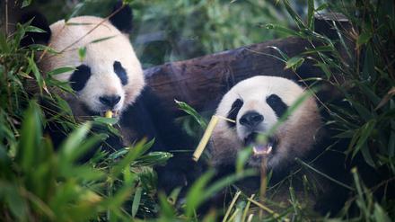 08.12.2023, Berlin: Die Pandas Paule (l) und Pit sitzen während einer Abschiedszeremonie für Pandabären im Zoo Berlin in ihrem Gehege. Die vierjährigen Pandabären-Zwillinge Pit und Paule aus dem Berliner Zoo ziehen Mitte Dezember nach China um. Foto: Sebastian Gollnow/dpa +++ dpa-Bildfunk +++