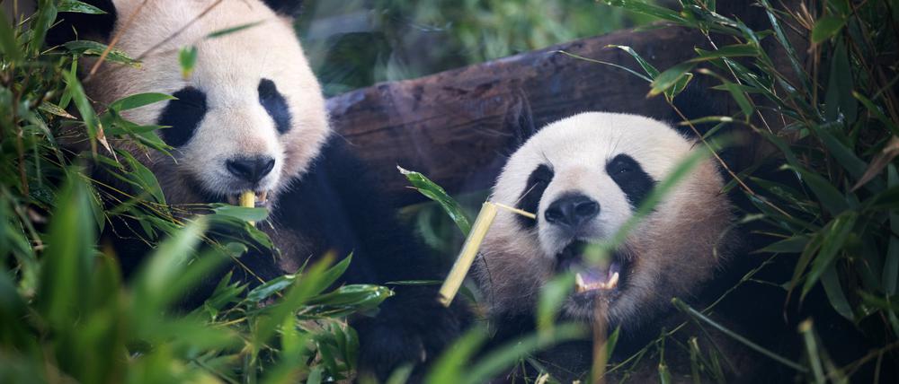 08.12.2023, Berlin: Die Pandas Paule (l) und Pit sitzen während einer Abschiedszeremonie für Pandabären im Zoo Berlin in ihrem Gehege. Die vierjährigen Pandabären-Zwillinge Pit und Paule aus dem Berliner Zoo ziehen Mitte Dezember nach China um. Foto: Sebastian Gollnow/dpa +++ dpa-Bildfunk +++