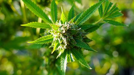 Eine Cannabis-Pflanze.