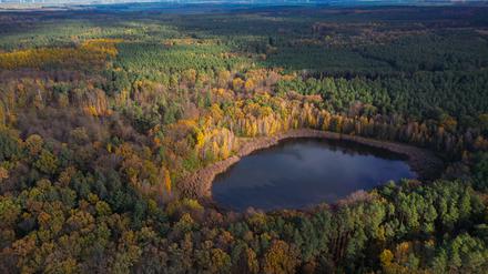 ARCHIV - 16.11.2023, Brandenburg, Petershagen: Die Sonne scheint über einen Wald mit einem kleinen See, der teilweise von herbstlich bunt gefärbten Laubbäume umgeben ist (Luftaufnahme mit einer Drohne). (zu dpa: «Schutzgemeinschaft: Keine echte Erholung für Wald in diesem Jahr») Foto: Patrick Pleul/dpa +++ dpa-Bildfunk +++