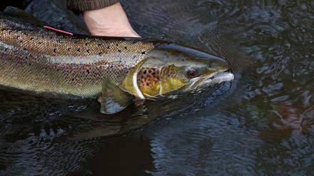 Ein laichreifer Lachs wird im Wasser festgehalten. Der atlantische Lachs ist auf der neuen Roten Liste der bedrohten Arten global nun als „potenziell gefährdet“ eingestuft.