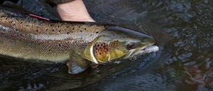 Ein laichreifer Lachs wird im Wasser festgehalten. Der atlantische Lachs ist auf der neuen Roten Liste der bedrohten Arten global nun als „potenziell gefährdet“ eingestuft.