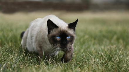 Jagdtrieb und Appetit der Hauskatze sind ein fast globales Problem.
