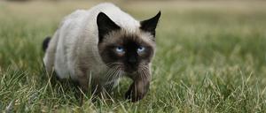 Jagdtrieb und Appetit der Hauskatze sind ein fast globales Problem.