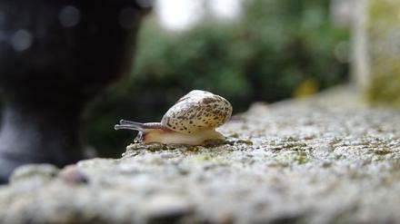Leben zwischen den Toten: Die Kantige Laubschnecke fühlt sich auf Berliner Friedhöfen wohl. 