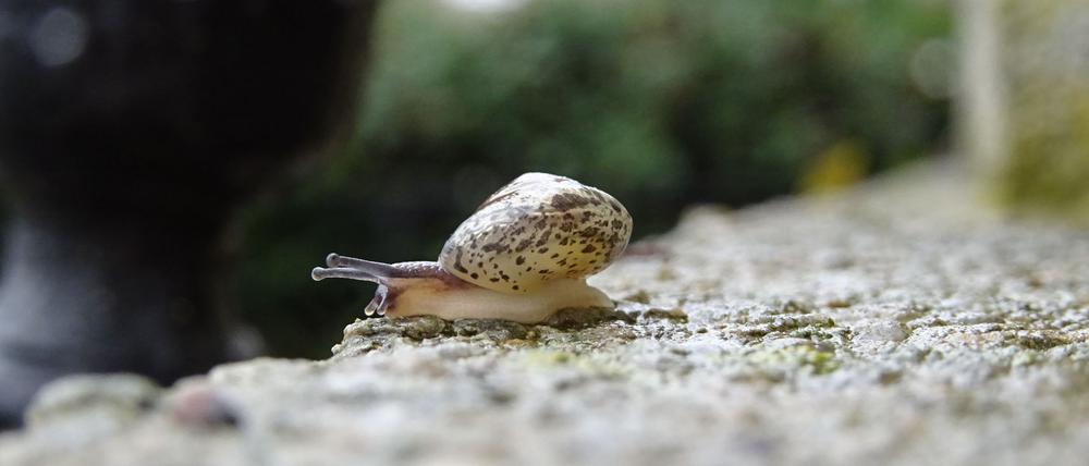 Leben zwischen den Toten: Die Kantige Laubschnecke fühlt sich auf Berliner Friedhöfen wohl.