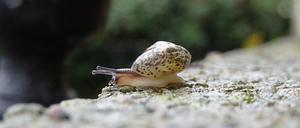 Eine Kantige Laubschnecke (Hygromia cinctella) ist auf einem Grabstein auf dem Friedhof Buschkrugallee in Berlin-Neukölln zu sehen. (zu dpa " Nicht heimische Schneckenart auf Berliner Friedhöfen eingeschleppt") +++ dpa-Bildfunk +++