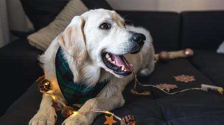 Für Hunde und andere Haustiere könnten die Feiertage einige Gefahren mit sich bringen.