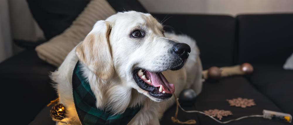 Für Hunde und andere Haustiere könnten die Feiertage einige Gefahren mit sich bringen.