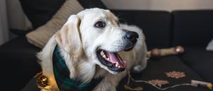 Für Hunde und andere Haustiere könnten die Feiertage einige Gefahren mit sich bringen.