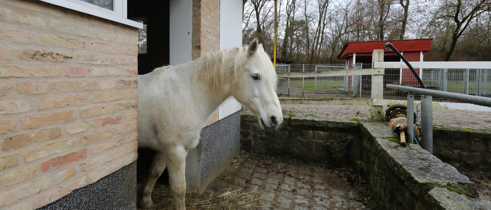 Der Therapiehof befindet sich am Eichengrund am Rande von Groß Glienicke.