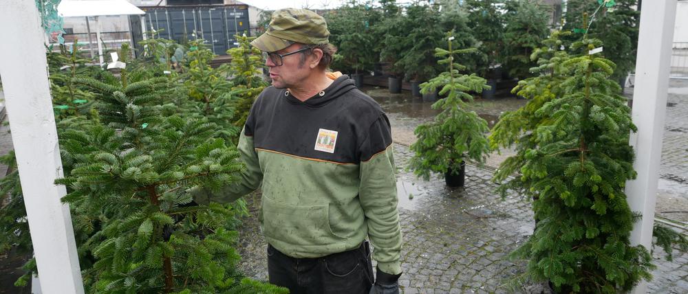 2023 bot Andreas Frædrich mietbare Tannen in Berlin-Friedrichshain an. 