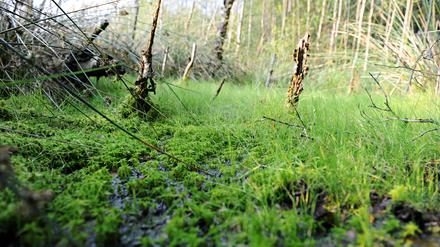 Ein Moor kann große Mengen Treibhausgase binden.