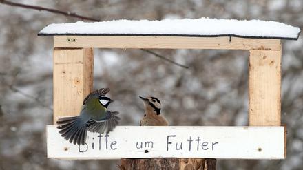 Eine Kohlmeise fliegt an ein Vogelfutterhäuschen im verschneiten Grunewald mit der Aufschrift "Bitte um Futter" während darin ein Buntspecht sitzt. +++ dpa-Bildfunk +++