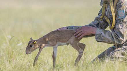 Steffen Zuther releasing a Saiga calf after taking measurements and marking it. Near Andasaiskiy Nature Sanctuary (Zakaznik), Kazakhstan. © Daniel Rosengren